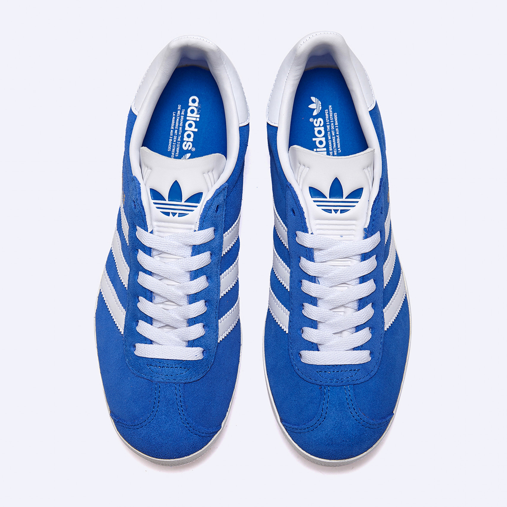 가젤 블루 / IG2093