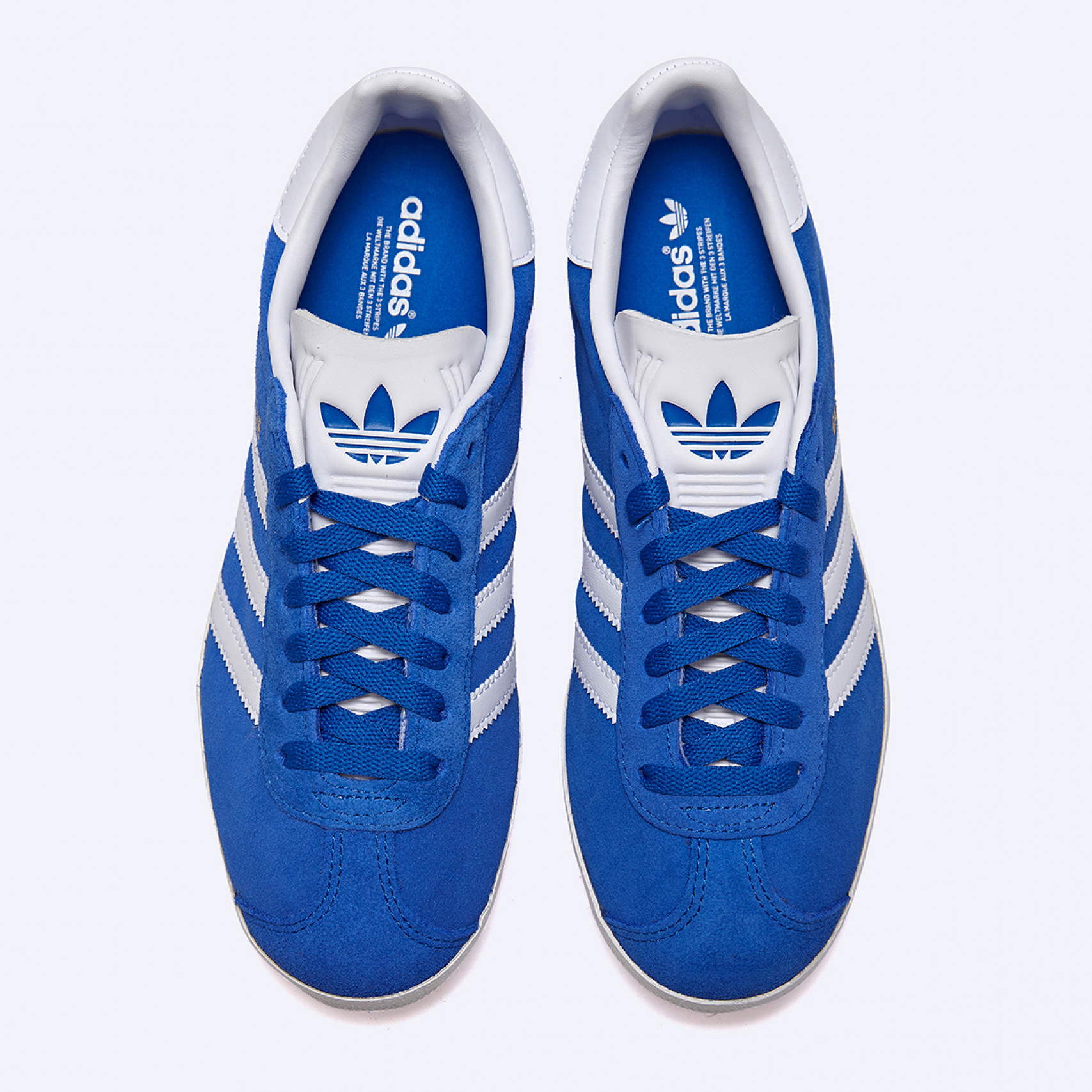 가젤 블루 / IG2093